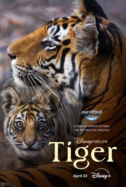 affiche poster tigres tiger