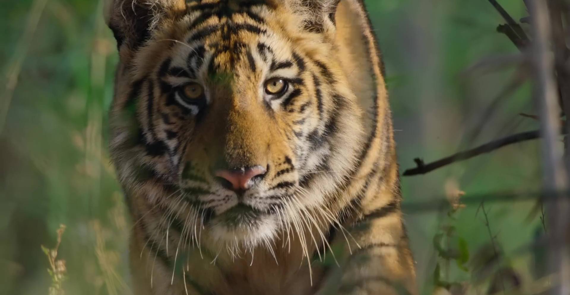 image tigres tiger