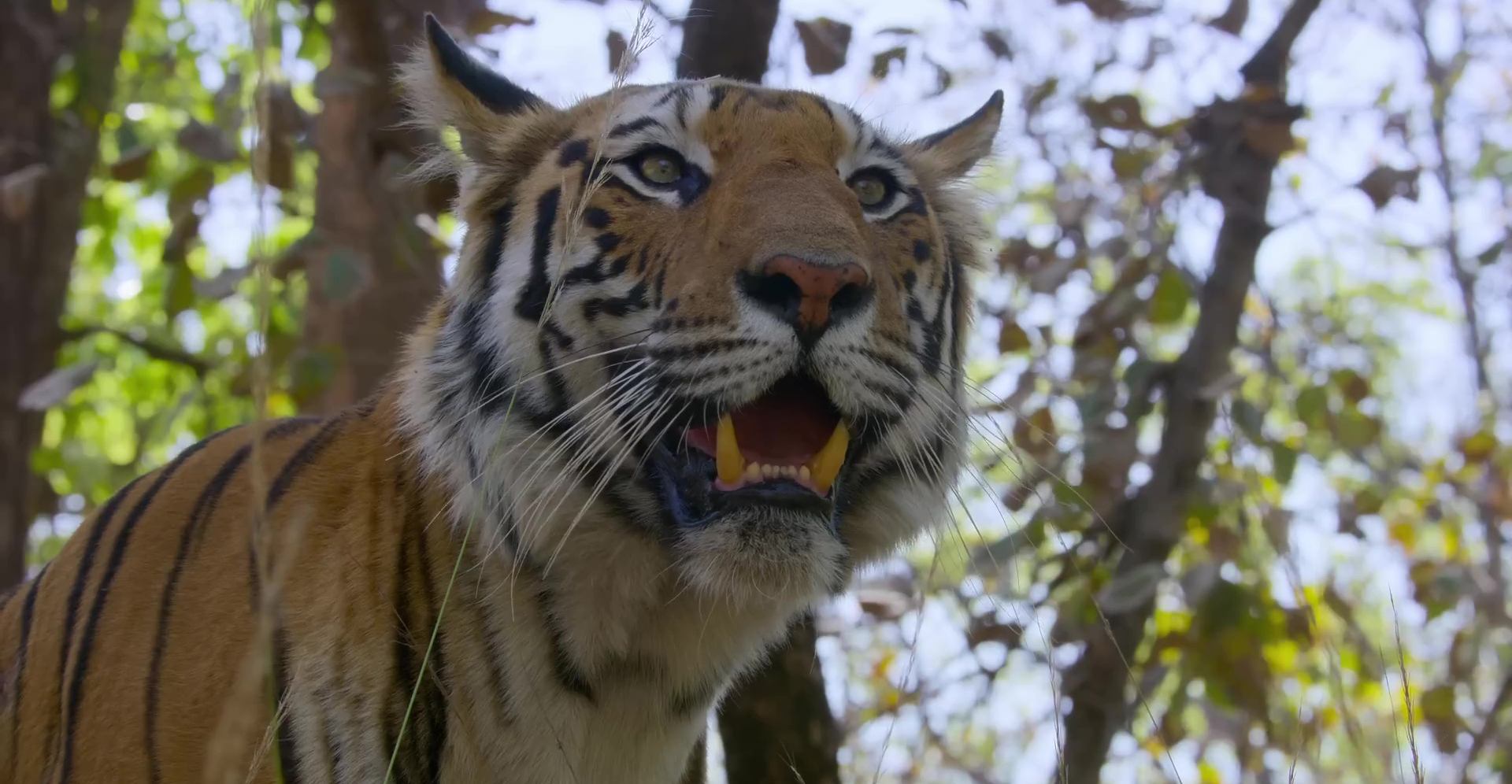 image tigres tiger