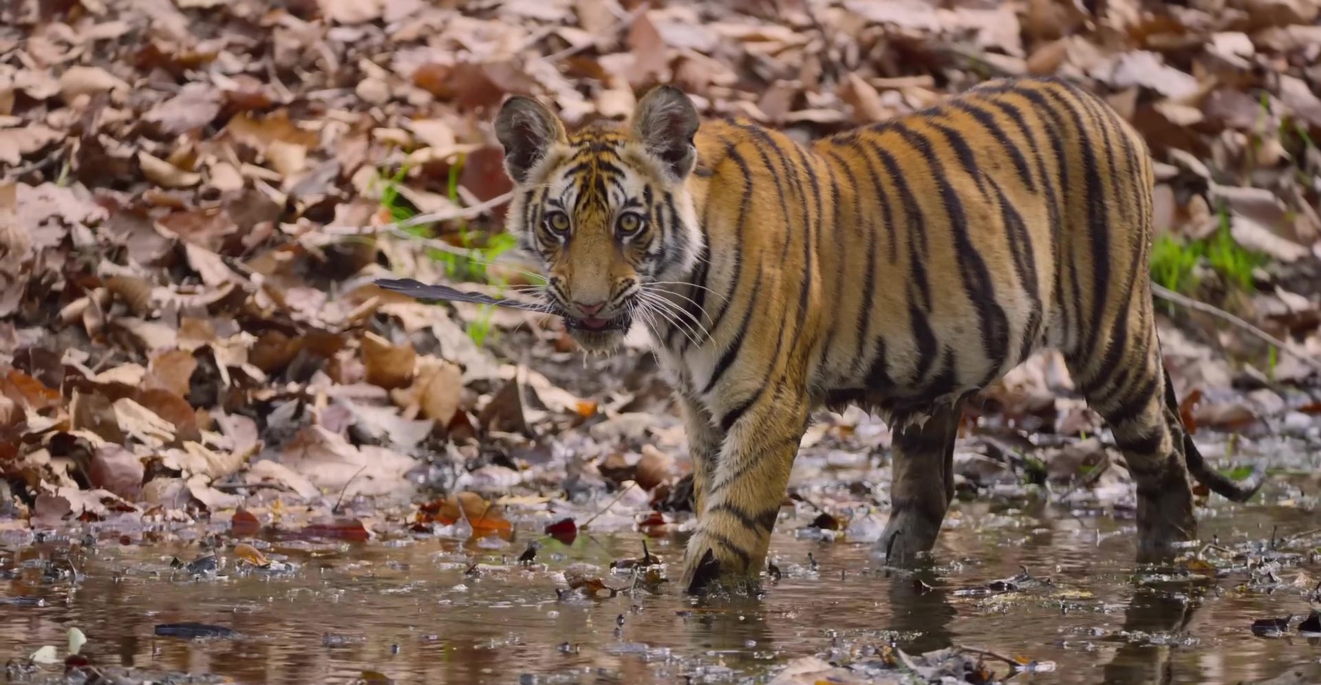 image tigres tiger