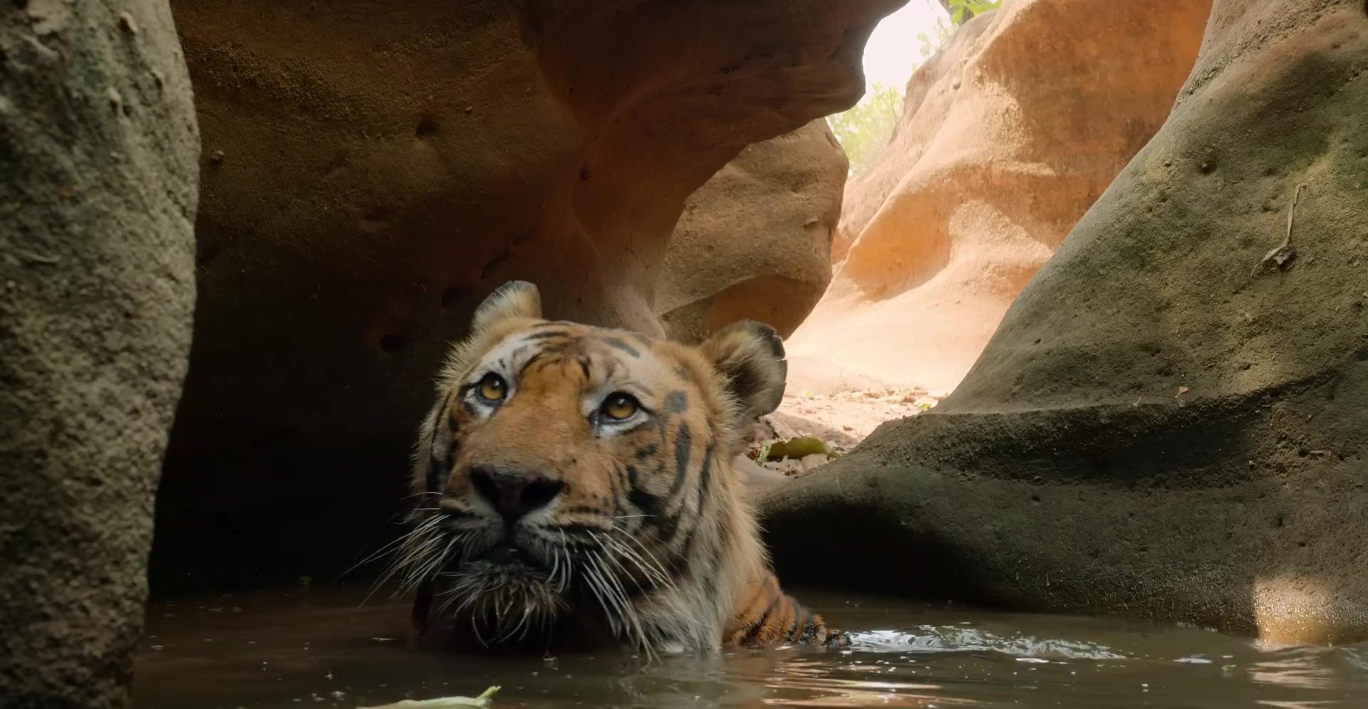 image tigres tiger