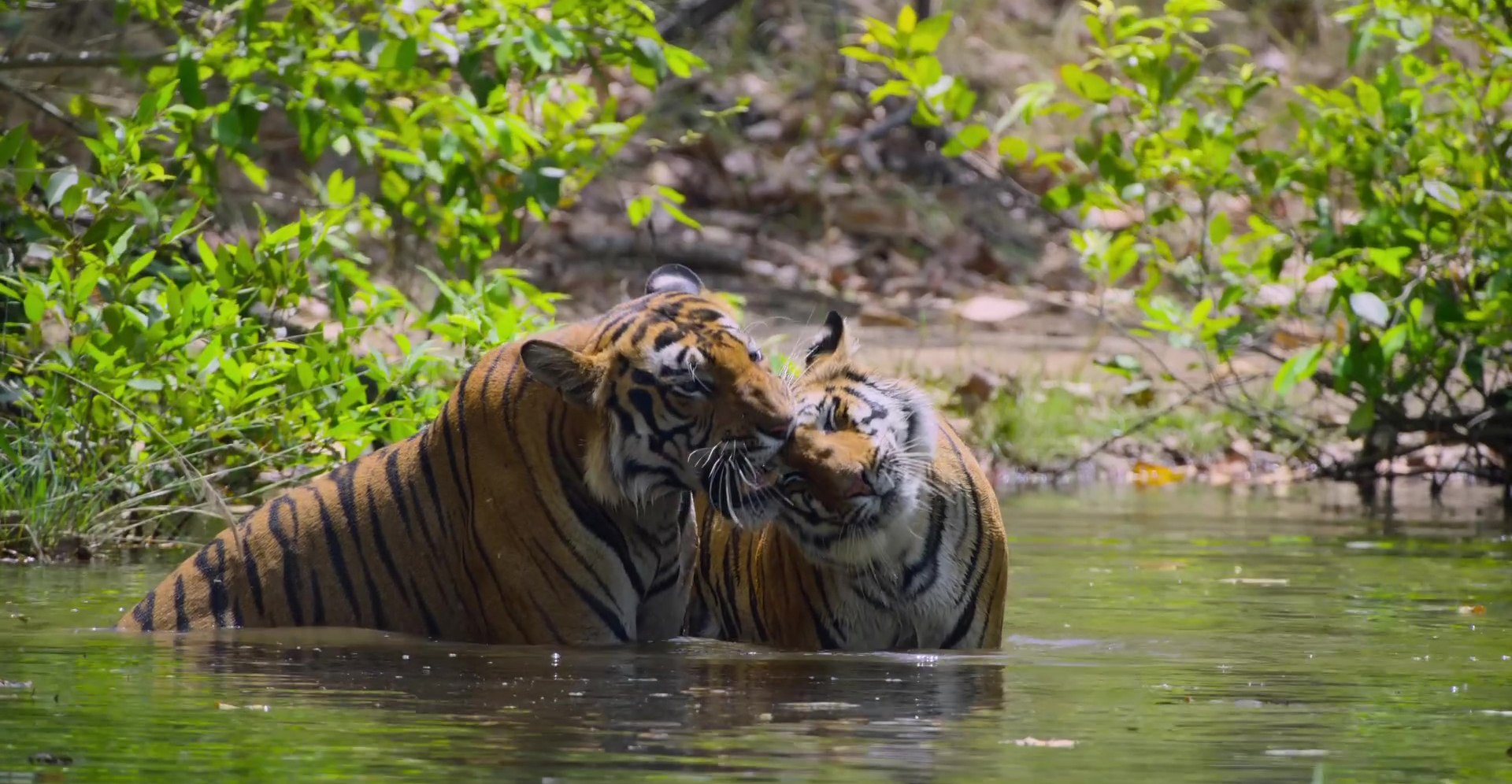 image tigres tiger