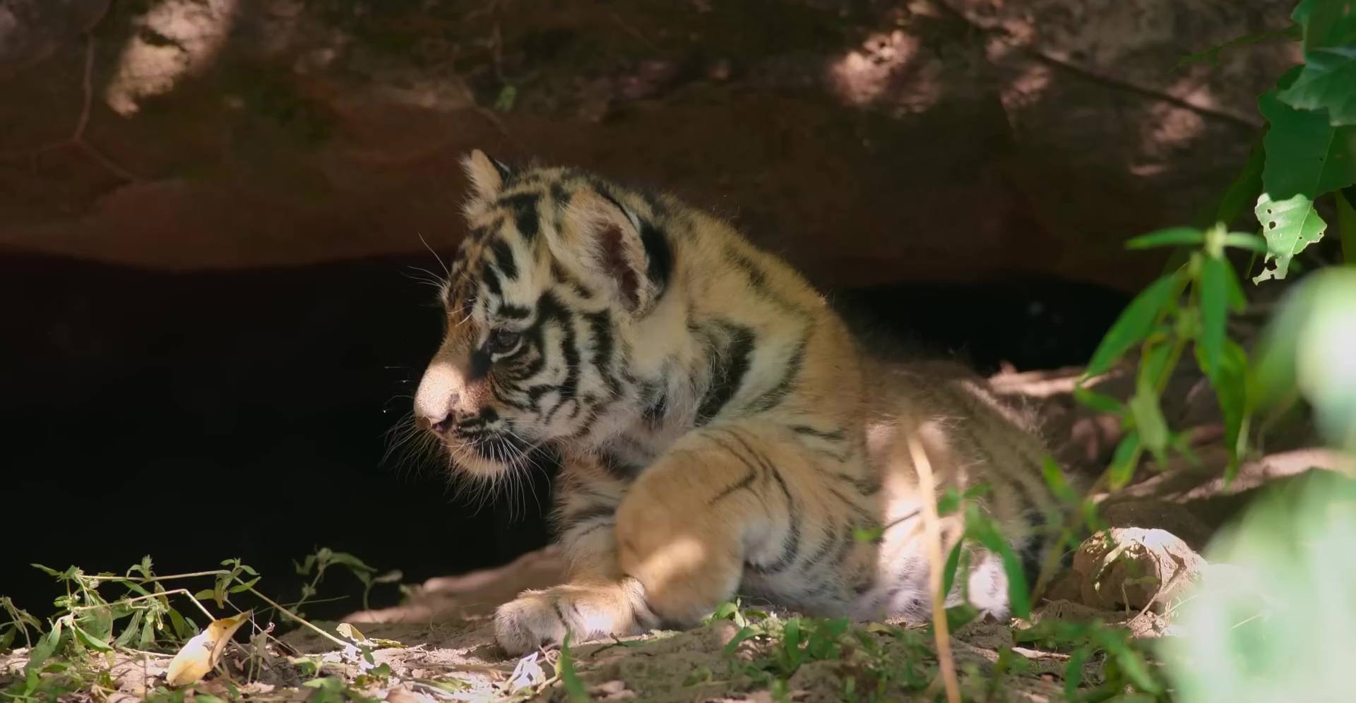 image tigres tiger