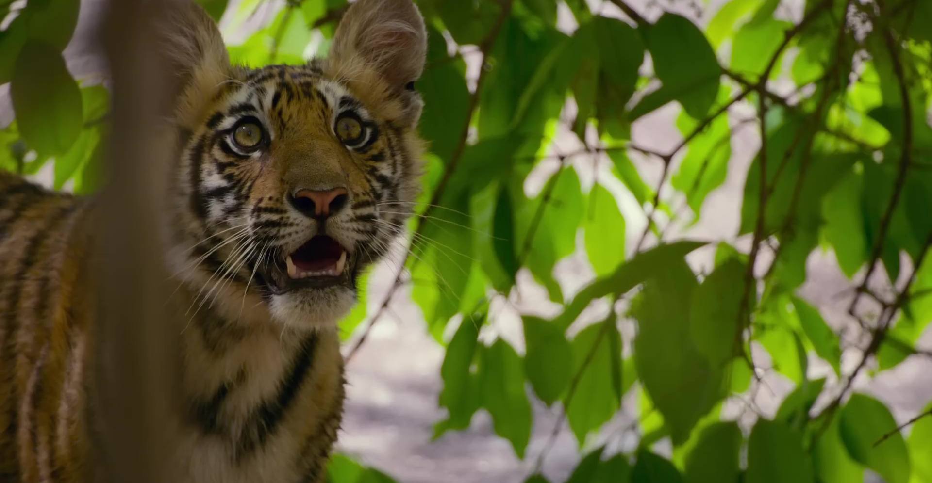 image tigres tiger