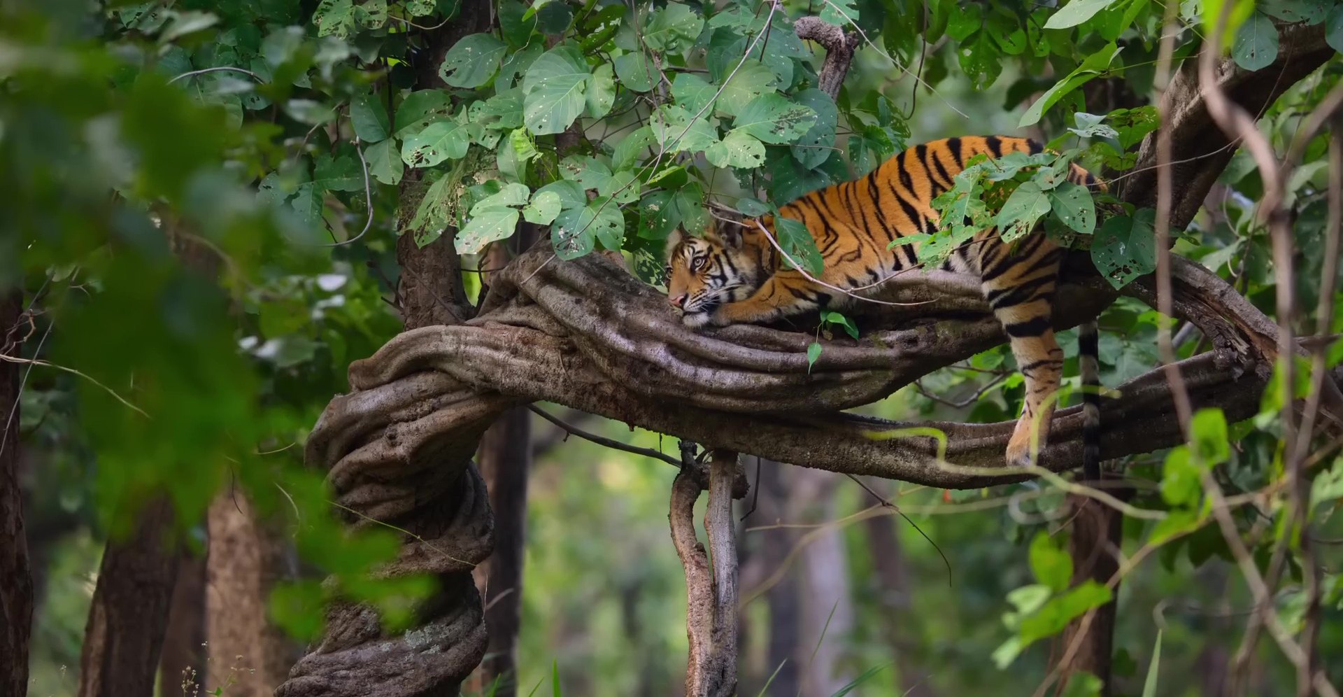image tigres tiger