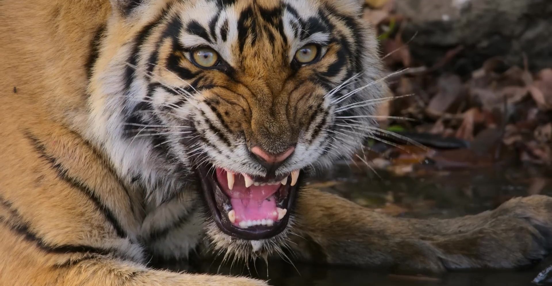 image tigres tiger
