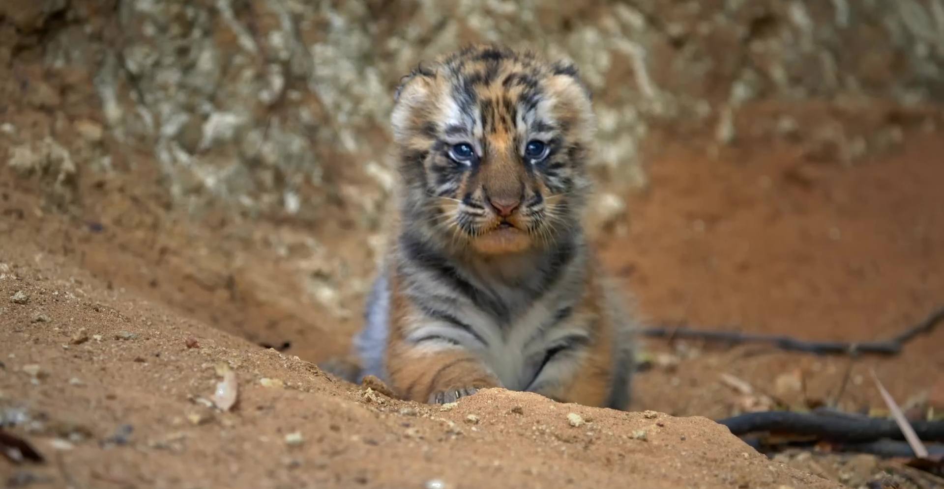 image tigres tiger