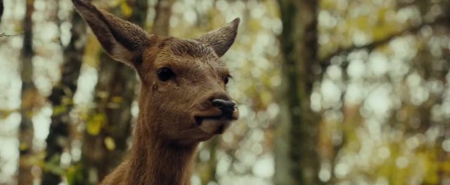 Bambi, l'histoire d'une vie dans les bois - Photos et affiches. 2 image bambi histoire vie bois