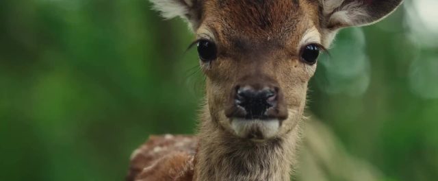 Bambi, l'histoire d'une vie dans les bois - Photos et affiches. 3 image bambi histoire vie bois