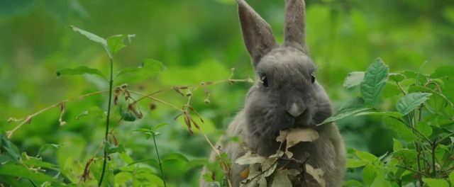Bambi, l'histoire d'une vie dans les bois - Photos et affiches. 4 image bambi histoire vie bois