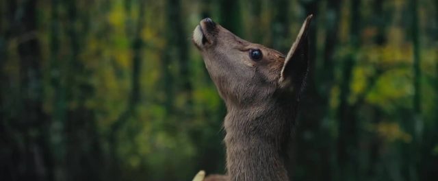 Bambi, l'histoire d'une vie dans les bois - Photos et affiches. 5 image bambi histoire vie bois