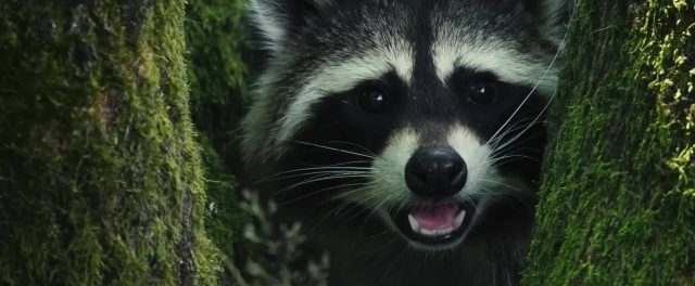 Bambi, l'histoire d'une vie dans les bois - Photos et affiches. 6 image bambi histoire vie bois