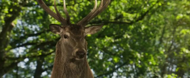 Bambi, l'histoire d'une vie dans les bois - Photos et affiches. 9 image bambi histoire vie bois