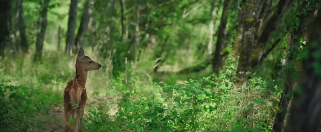 Bambi, l'histoire d'une vie dans les bois - Photos et affiches. 10 image bambi histoire vie bois