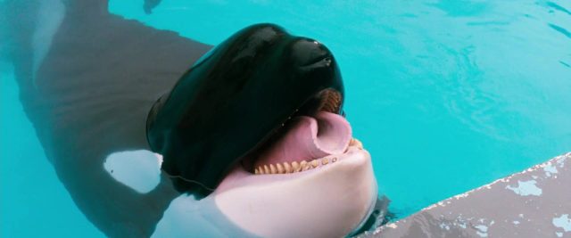 Scène dans Sauvez Willy Free 1993