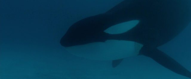 Scène dans Sauvez Willy Free 1993