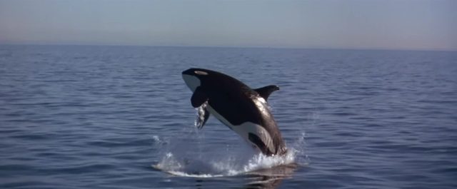 Sauvez Willy 2 - Photos et affiches. 12 Scène dans Sauvez Willy 2 Free Adventure Home 1995