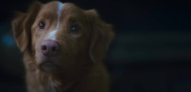 Good boy- Photos et affiches. 4 Scène dans Good boy 2025