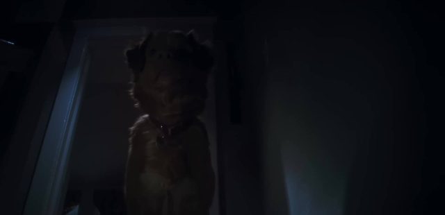Good boy- Photos et affiches. 5 Scène dans Good boy 2025