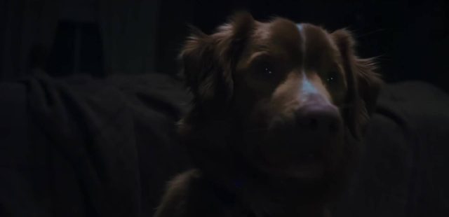 Good boy- Photos et affiches. 6 Scène dans Good boy 2025