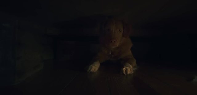 Good boy- Photos et affiches. 7 Scène dans Good boy 2025