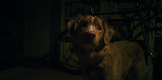 Good boy- Photos et affiches. 9 Scène dans Good boy 2025