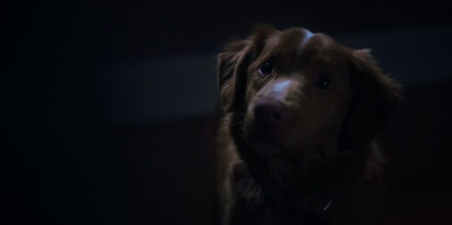 Good boy- Photos et affiches. 10 Scène dans Good boy 2025