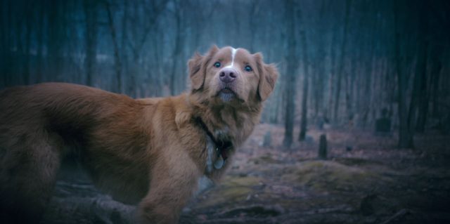 Good boy- Photos et affiches. 11 Scène dans Good boy 2025