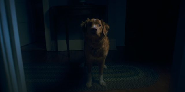 Good boy- Photos et affiches. 12 Scène dans Good boy 2025