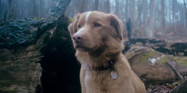 Good boy- Photos et affiches. 14 Scène dans Good boy 2025