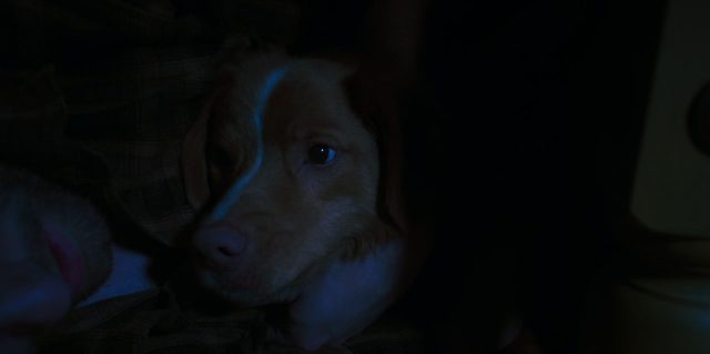 Good boy- Photos et affiches. 15 Scène dans Good boy 2025