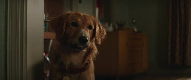 Mes vies de chien - Photos et affiches. 27 Britt Robertson et Dennis Quaid dans Mes vies de chien A dog's purpose 2017