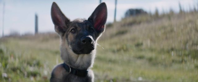 Mes vies de chien - Photos et affiches. 30 Britt Robertson et Dennis Quaid dans Mes vies de chien A dog's purpose 2017