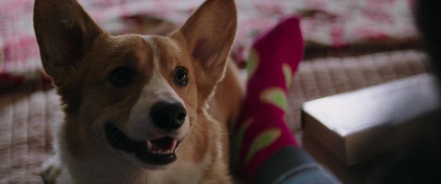 Mes vies de chien - Photos et affiches. 31 Britt Robertson et Dennis Quaid dans Mes vies de chien A dog's purpose 2017