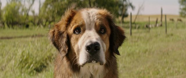 Mes vies de chien. 6 Britt Robertson et Dennis Quaid dans Mes vies de chien A dog's purpose 2017