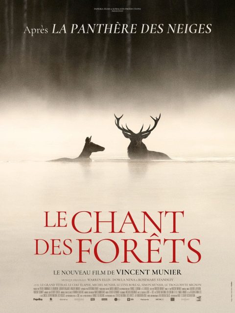 Le chant des forêts - Streaming. 1 Affiche Poster de Le chant des forêts de Vincent Munier 2025