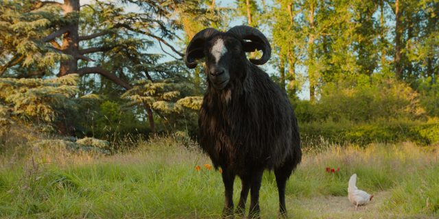 Les moutons détectives. 6 Hugh Jackman et Emma Thompson dans Les moutons détectives Sheep 2026
