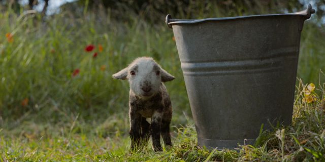 Les moutons détectives - Photos et affiches. 21 Hugh Jackman et Emma Thompson dans Les moutons détectives Sheep 2026