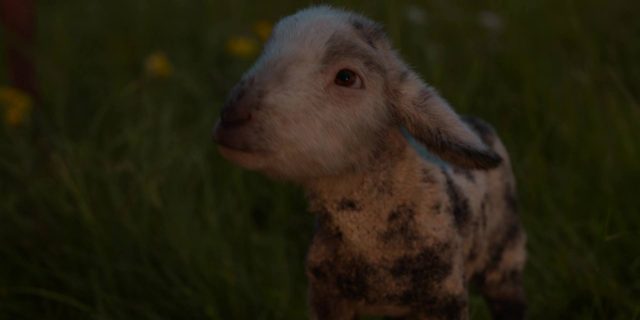 Les moutons détectives - Photos et affiches. 26 Hugh Jackman et Emma Thompson dans Les moutons détectives Sheep 2026
