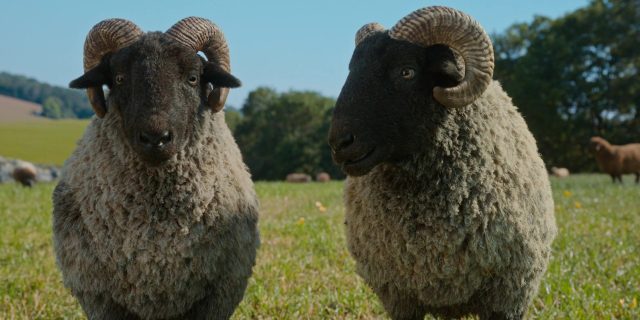 Les moutons détectives - Photos et affiches. 27 Hugh Jackman et Emma Thompson dans Les moutons détectives Sheep 2026