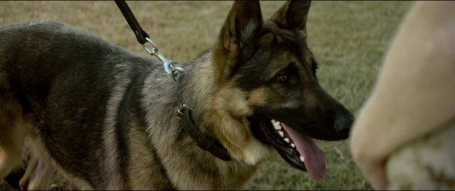 Megan Leavey. 12 Kate Mara dans Megan Leavey 2017